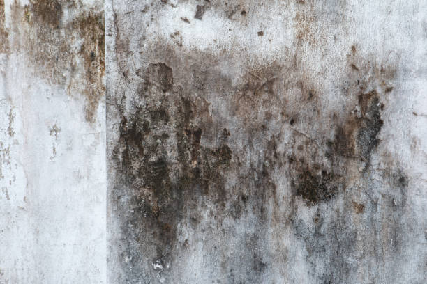 Best Real Estate Mold Inspection  in Granger, IN